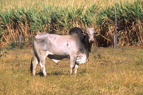 Miniature Zebu