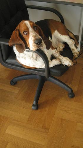 Basset Hound
