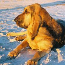 Bloodhound