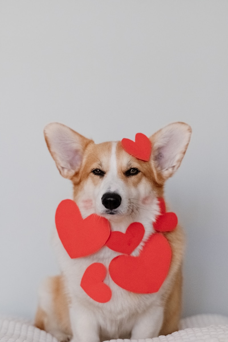 Corgidor
