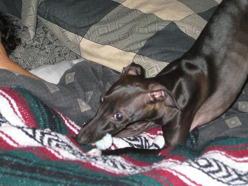 Italian Greyhound