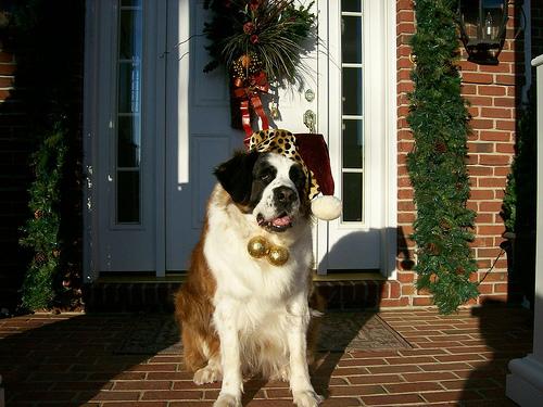 Saint Bernard