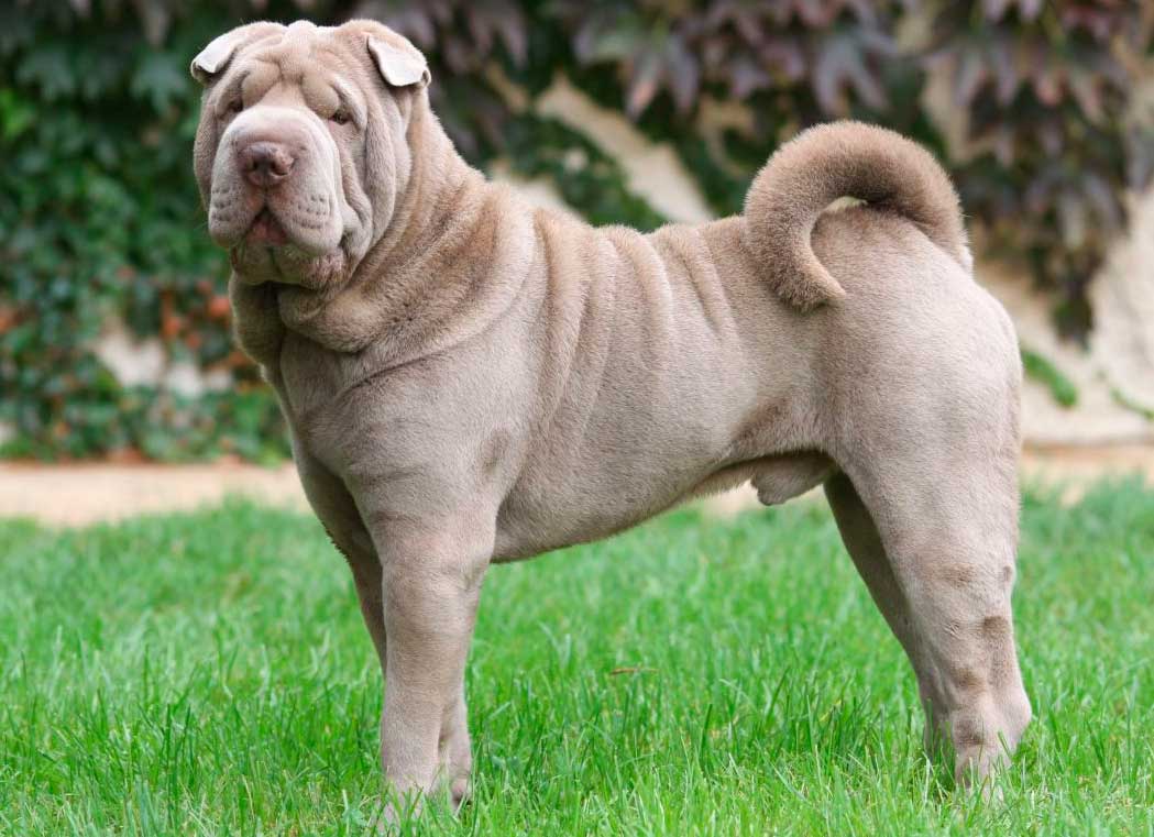 Shar Pei