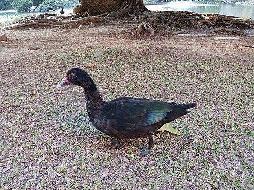 Black Muscovy