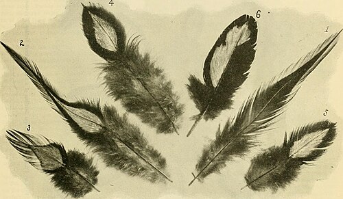 Broad Breasted White