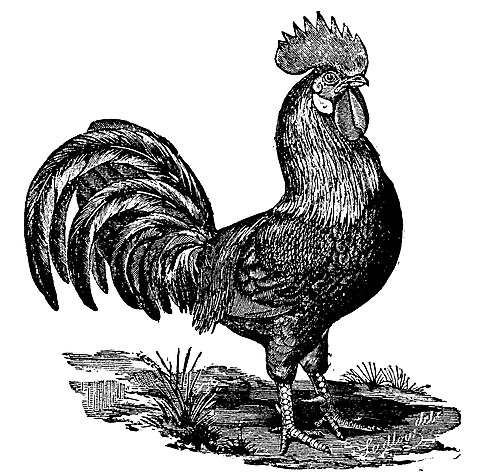 Brown Leghorn