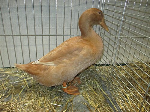 Buff Orpington Duck