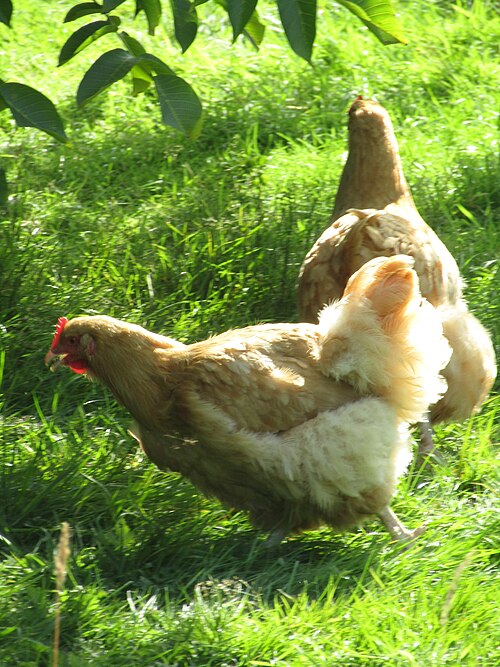 Buff Orpington