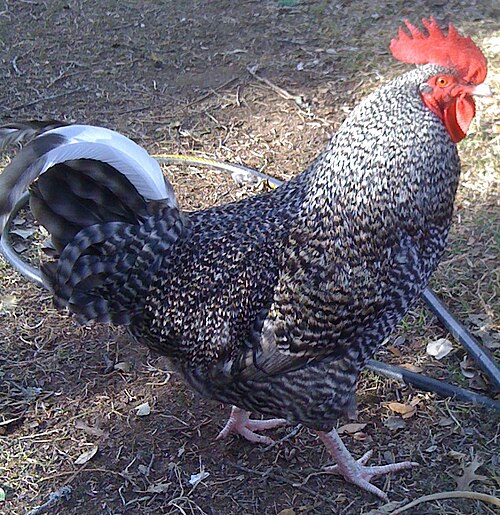 Cuckoo Marans