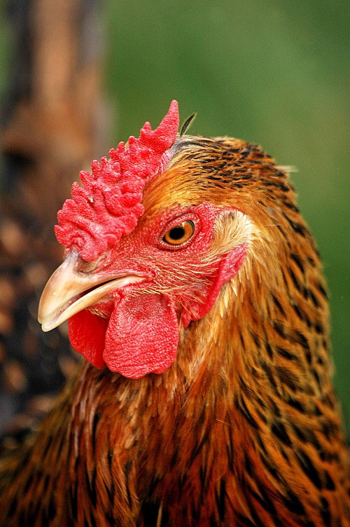 Golden Laced Wyandotte