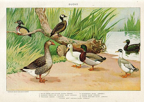 Indian Runner (Black)