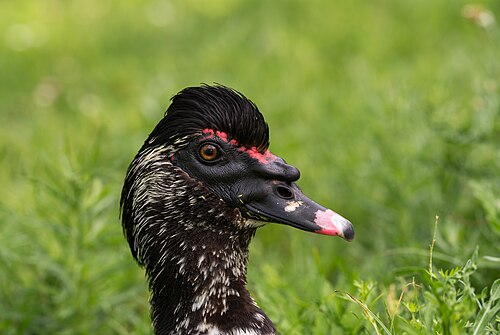 Pied Muscovy
