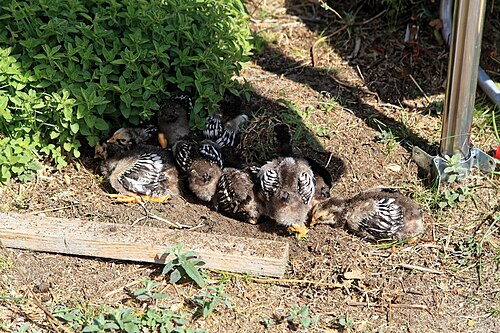 Silver Laced Wyandotte
