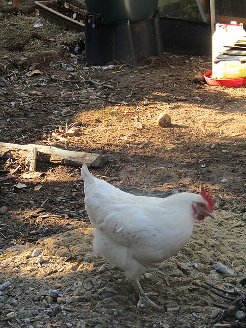 White Leghorn