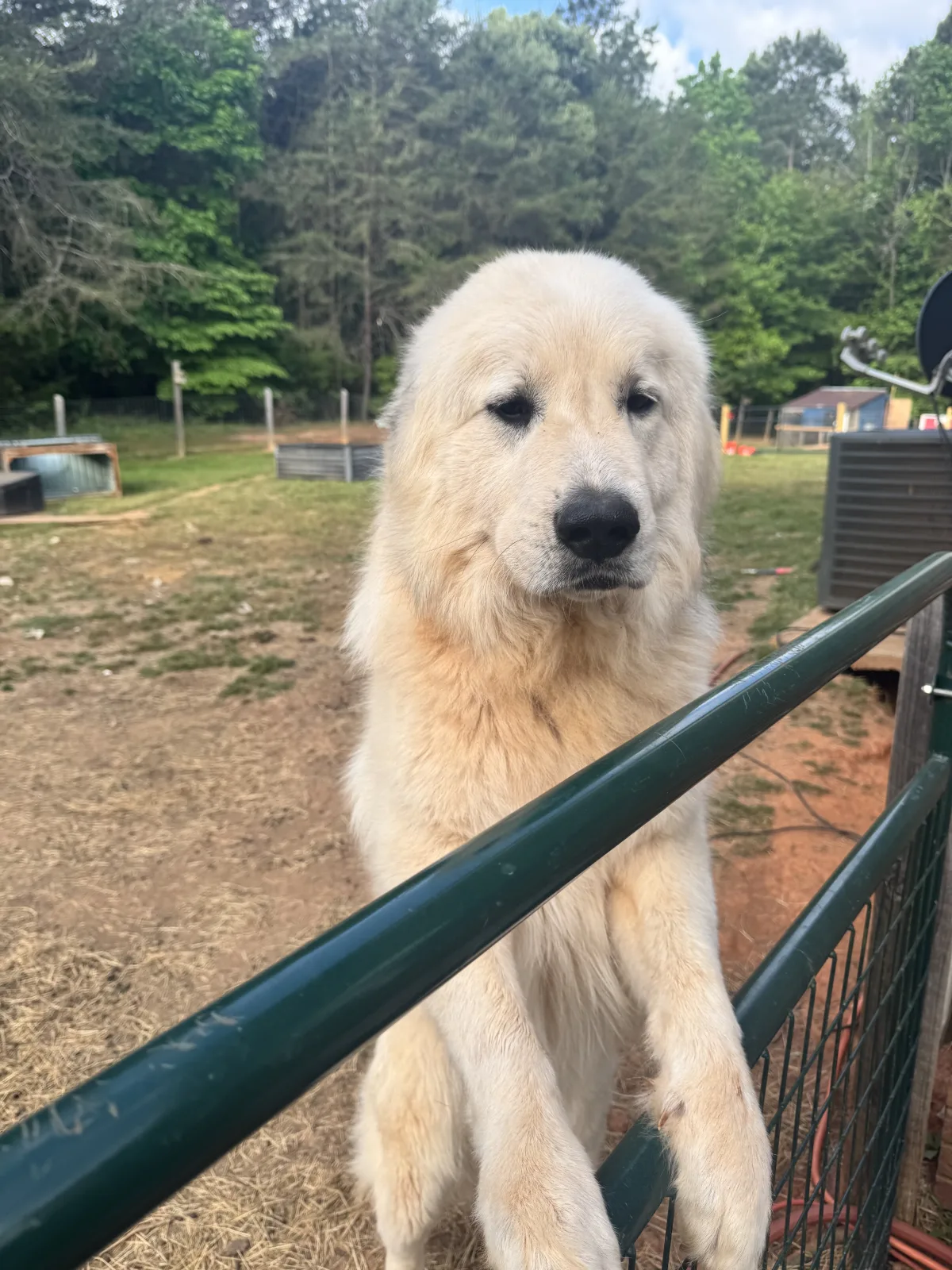 Great Pyrenees/Anatolian Shepherd Mix