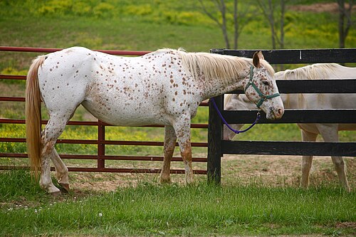Appaloosa