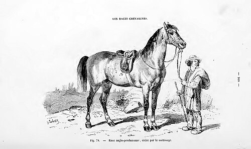 Percheron